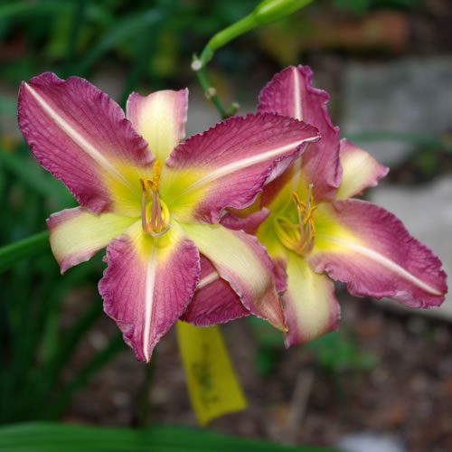 Hemerocallis unnamed sdlng 3